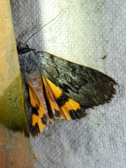 Catocala sordida