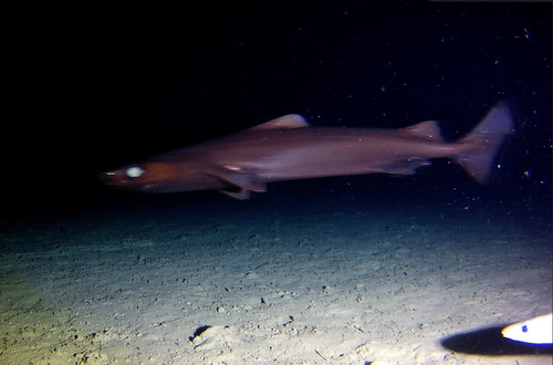 Roughskin dogfish (Centroscymnus owstonii) — Somniosidae