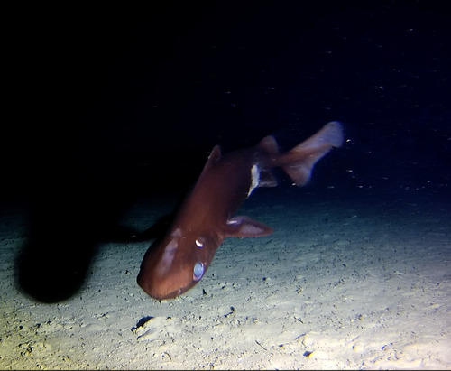 Roughskin dogfish (Centroscymnus owstonii) — Somniosidae
