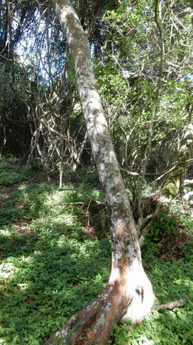 Cape Redwood (Ochna arborea)