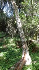 Ochna arborea