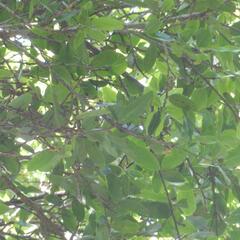 (c) Henry de Lange, some rights reserved (CC BY) Ochna arborea, photograph (c) Henry de Lange, some rights reserved (CC BY)