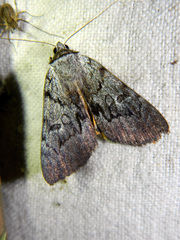 Catocala sordida