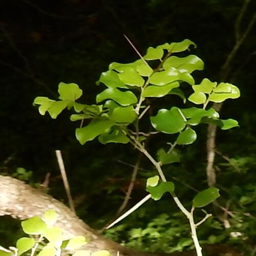 Cape Cranberry (Dovyalis rhamnoides)