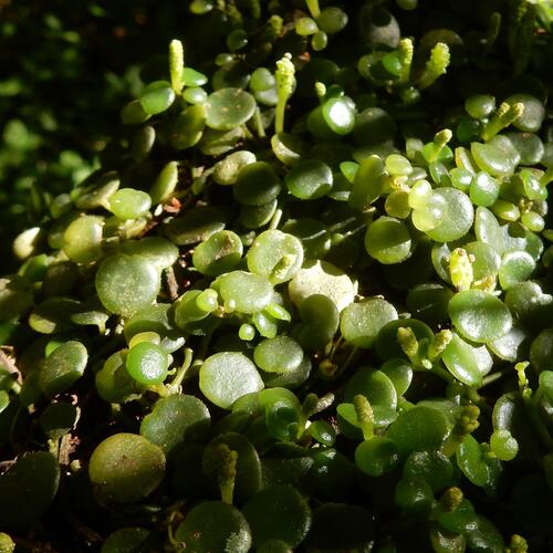 Peperomia bangroana (Peperomia bangroana)