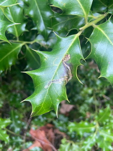 Unknown species found near Haro Rd, Oak Bay, BC, CA