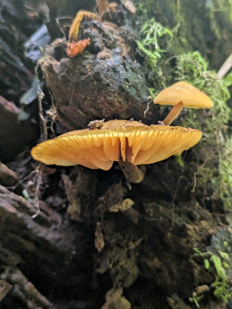 Heimiomyces velutipes · January 2026 · photo: © somethingfishy (iNaturalist, cc-by)