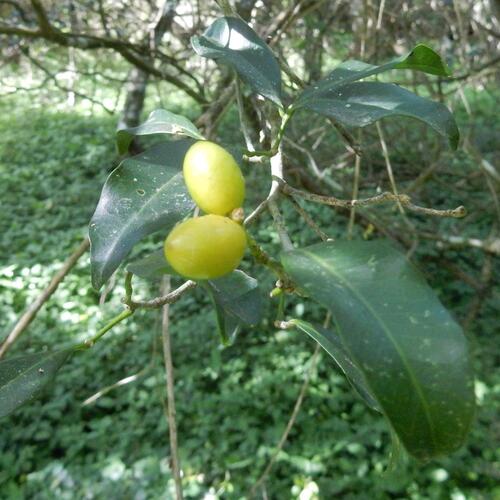 Natal Cherry-Orange (Vepris natalensis)