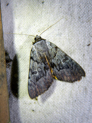 Catocala sordida