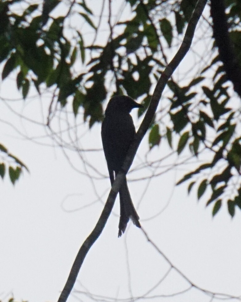 Ashy Drongo (Dicrurus leucophaeus)