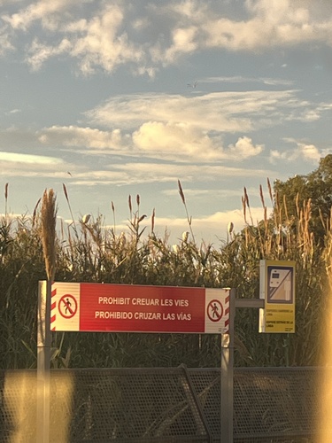 iNaturalist: (c) Jesús Coines Suñé, some rights reserved (CC BY-NC), uploaded by Jesús Coines Suñé iNaturalist image