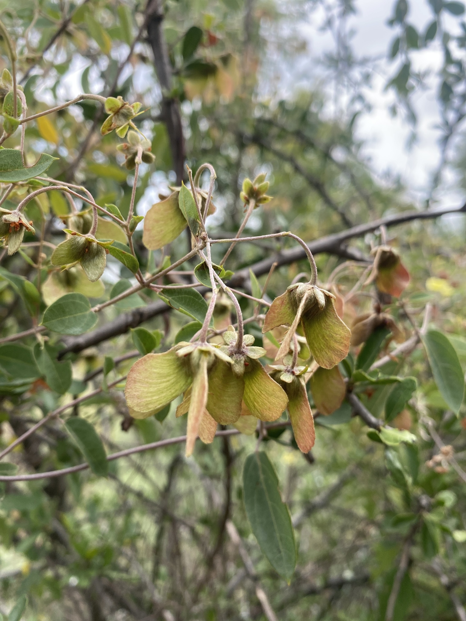 Imagem de Sphedamnocarpus pruriens