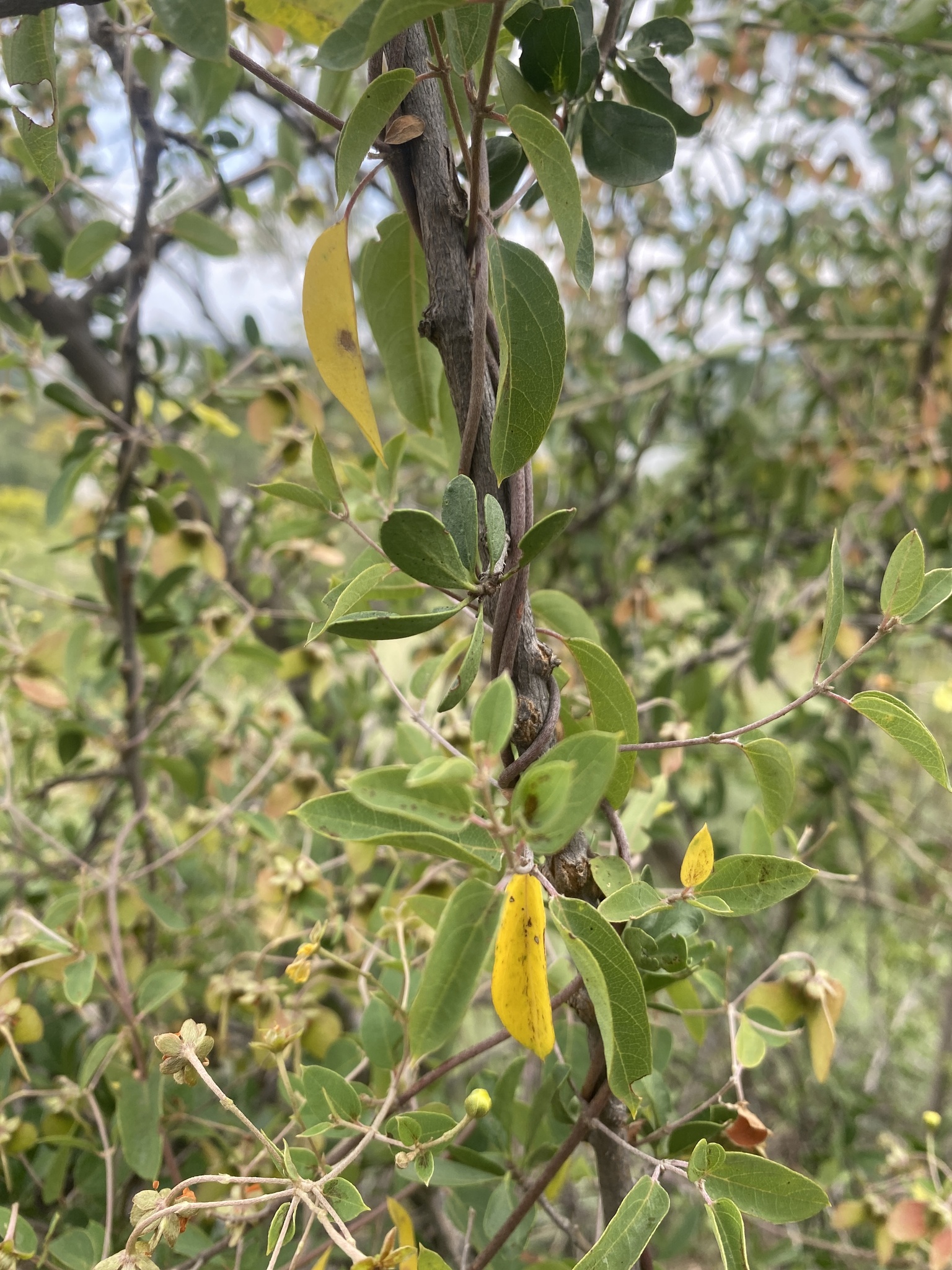 Imagem de Sphedamnocarpus pruriens