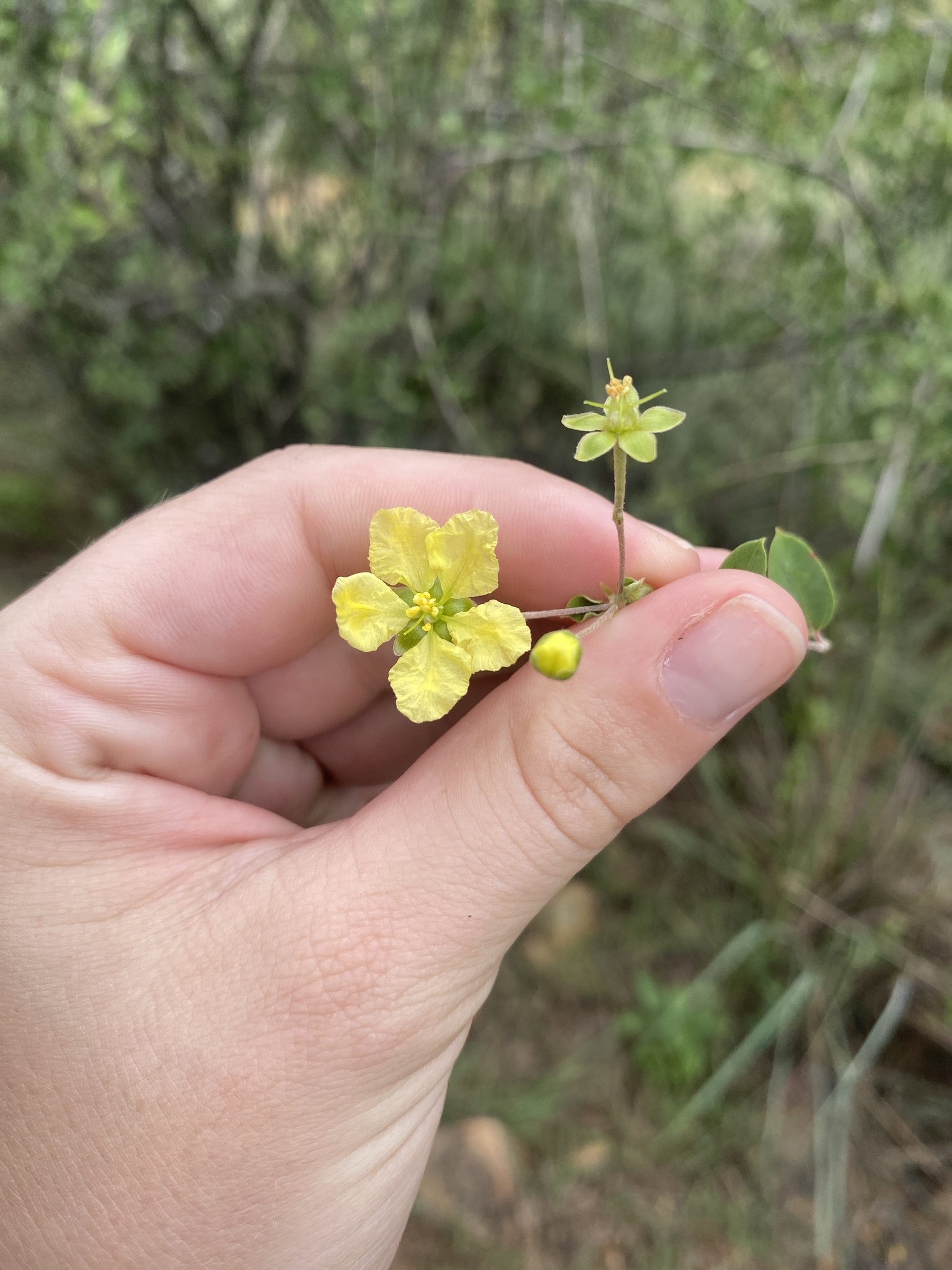 Imagem de Sphedamnocarpus pruriens