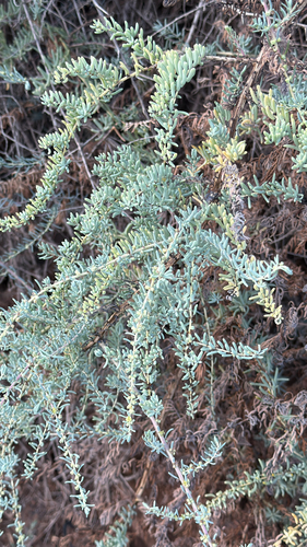 Inkbush (Suaeda fruticosa)