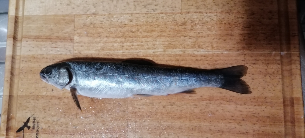 Bull trout (Salvelinus malma) — Salmonidae