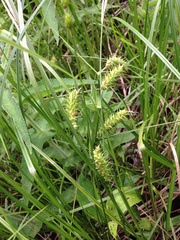 Carex bullata