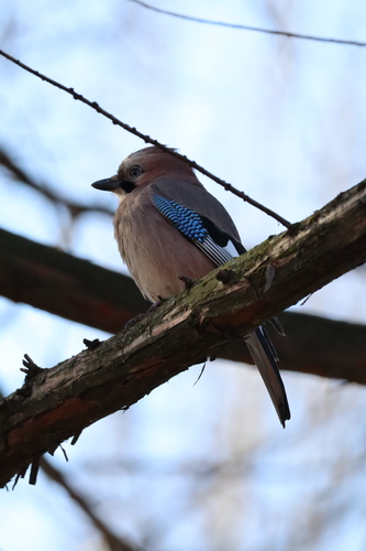 Arrendajo euroasiático (Garrulus glandarius)