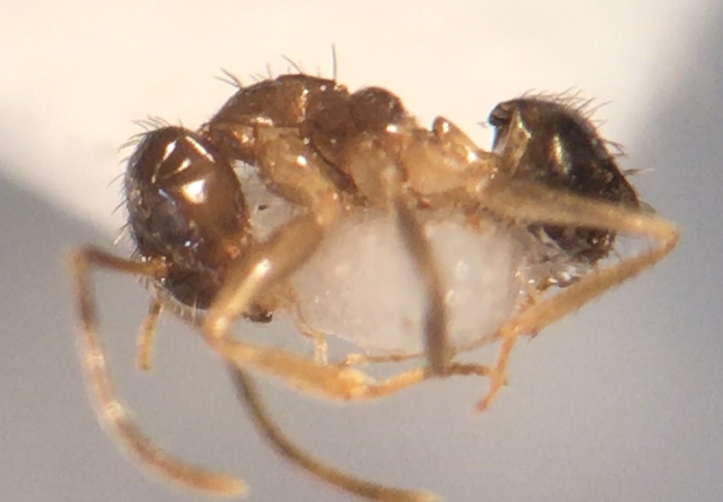 Marsh Crazy Ant
