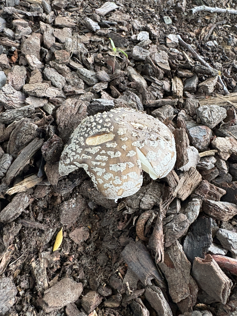 Amanita excelsa spissa · January 2026 · photo: © jennysaito (iNaturalist, cc-by)