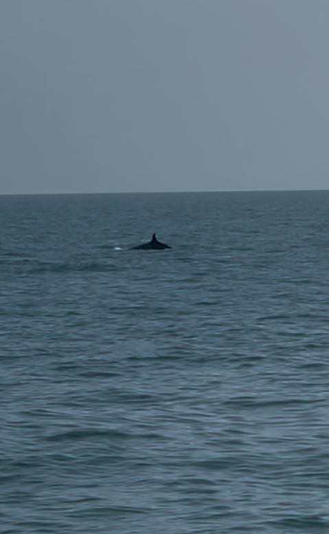 Balaenoptera edeni
