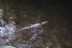 Crocodylia