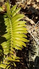 Polystichum imbricans imbricans