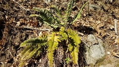 Polystichum imbricans imbricans