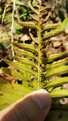 Polystichum imbricans imbricans