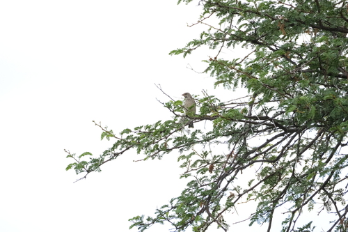 Black-throated Canary (Crithagra atrogularis), photo 9