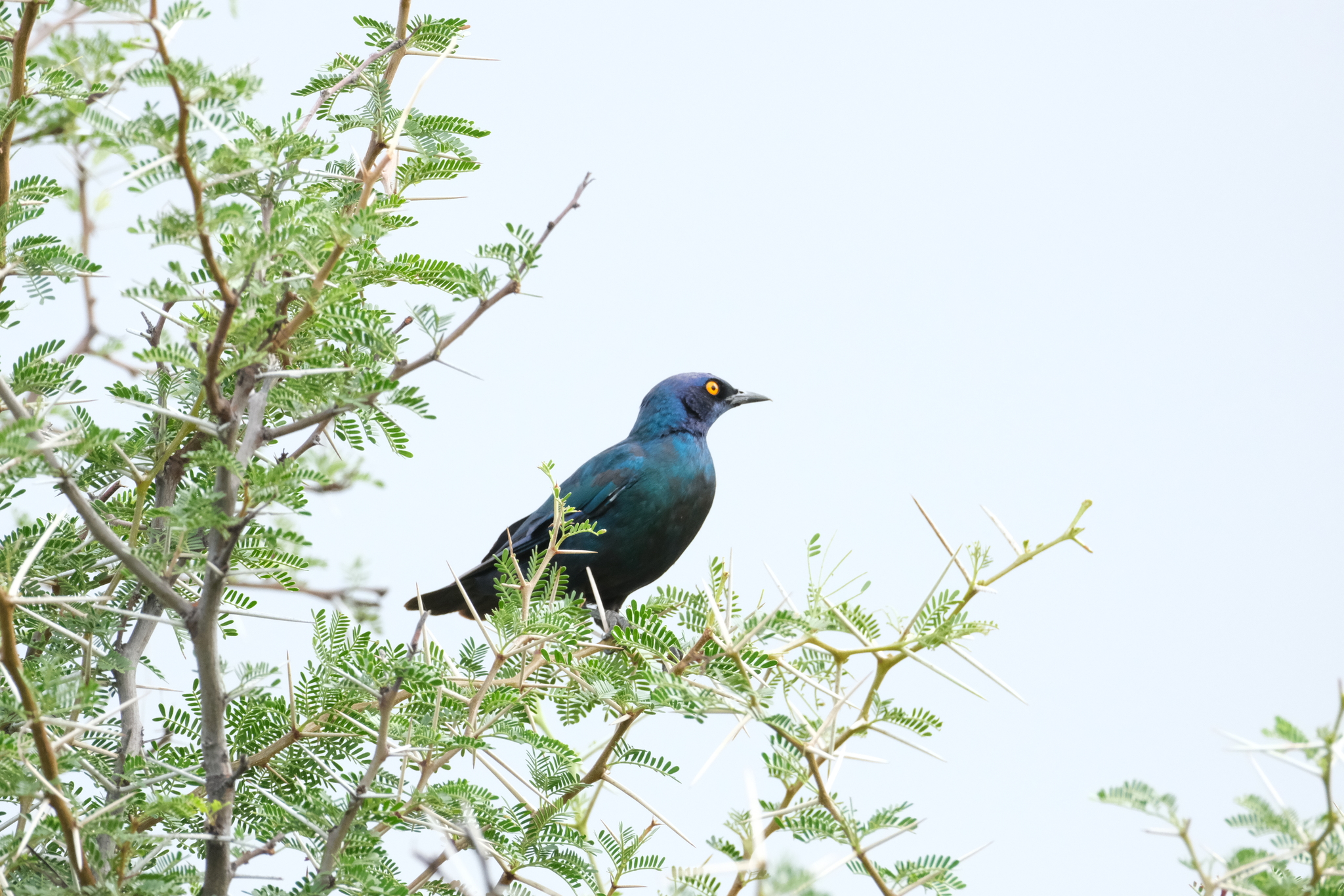 Cape Starling (Lamprotornis nitens), photo 2