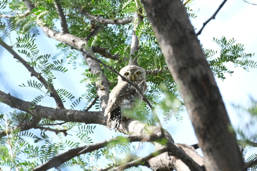 Pearl-spotted Owlet (Glaucidium perlatum)