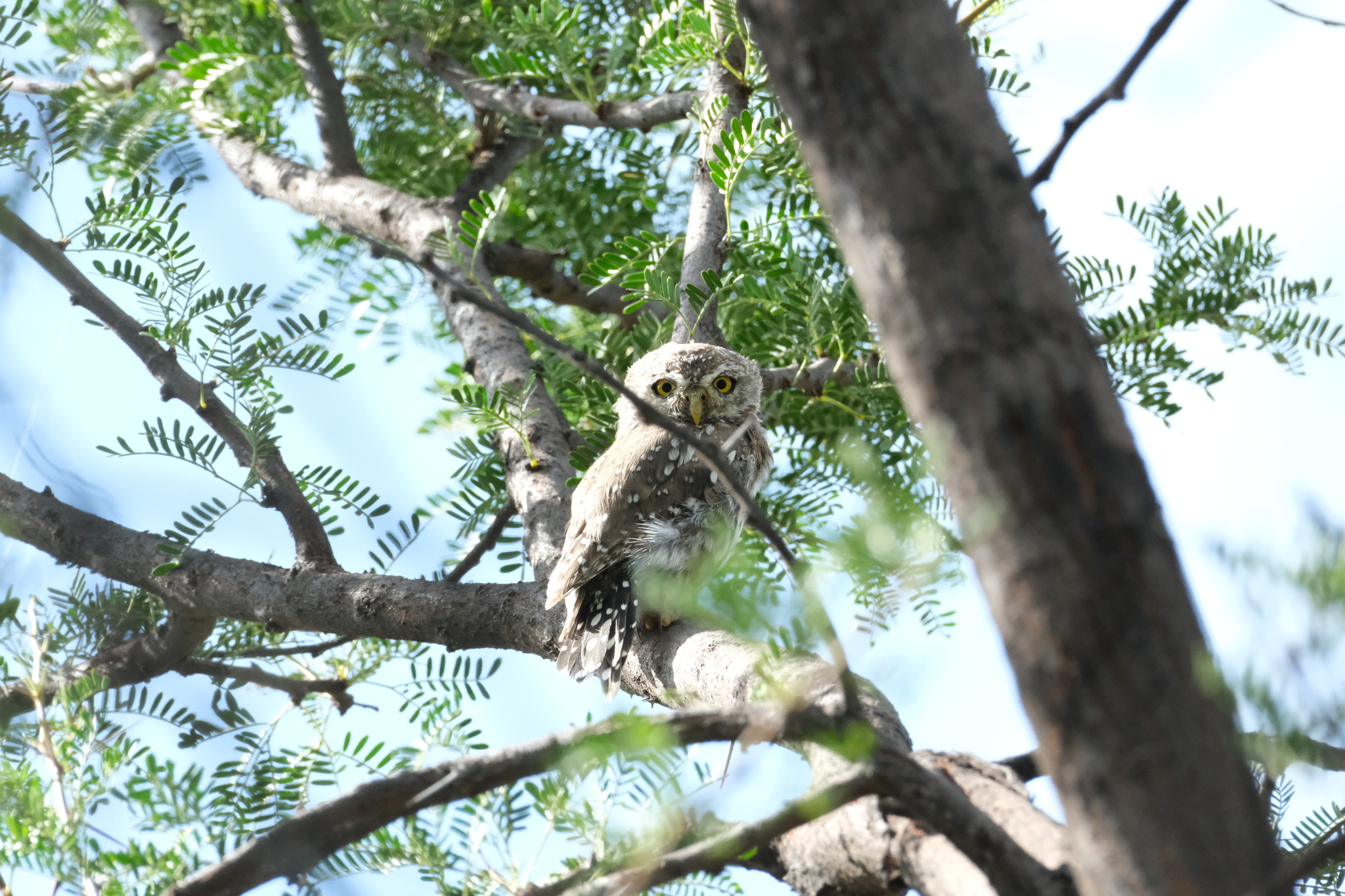 Pearl-spotted Owlet (Glaucidium perlatum), photo 1