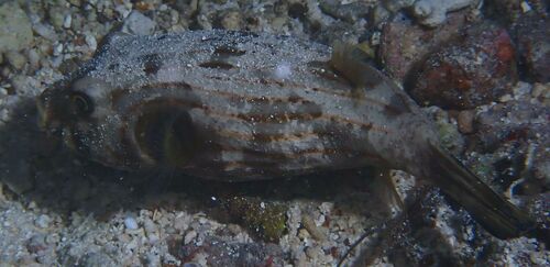 Arothron manilensis