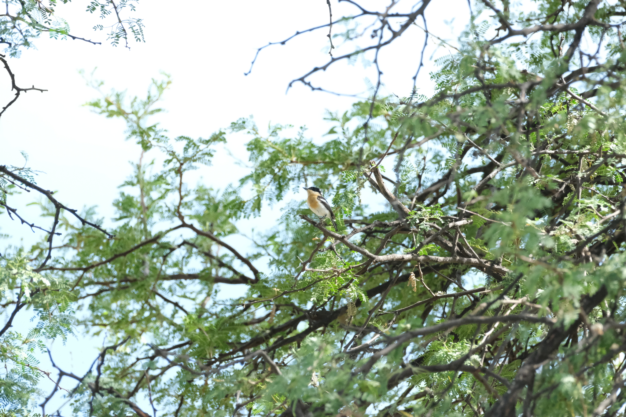 Pririt Batis (Batis pririt), photo 1