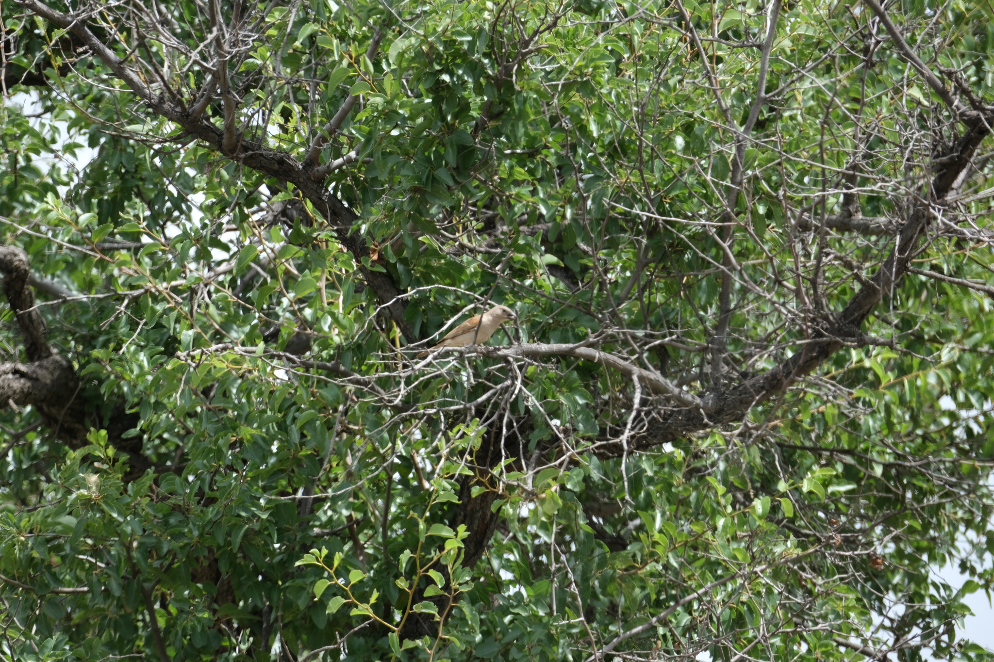 Southern Grey-headed Sparrow (Passer diffusus), photo 4