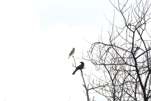 Red-billed Buffalo Weaver (Bubalornis niger), photo 3