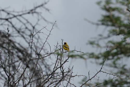 Southern Masked Weaver (Ploceus velatus), photo 5