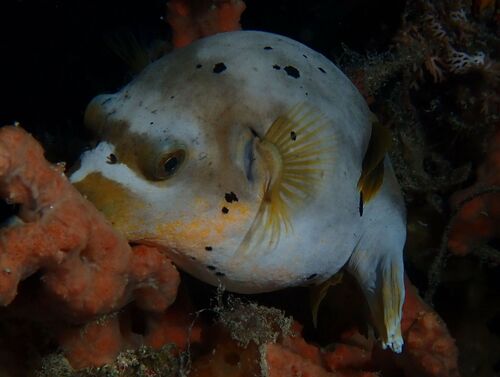 Arothron nigropunctatus