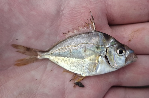 Gewone ponyvis (Leiognathus equulus) — Leiognathidae — 5