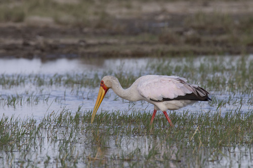 iNaturalist: (c) Александра Ивушкина, some rights reserved (CC BY-NC), uploaded by Александра Ивушкина iNaturalist image