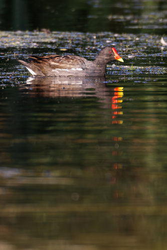 iNaturalist: (c) John Gale, some rights reserved (CC BY-NC), uploaded by John Gale iNaturalist image