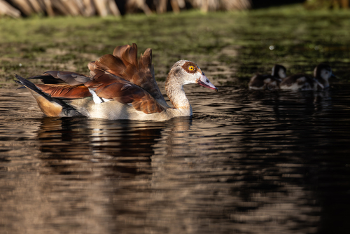 iNaturalist: (c) John Gale, some rights reserved (CC BY-NC), uploaded by John Gale iNaturalist image