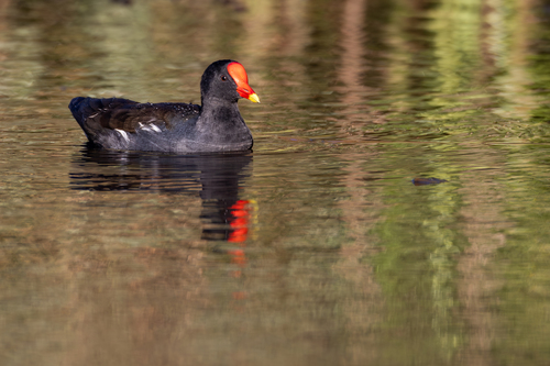 iNaturalist: (c) John Gale, some rights reserved (CC BY-NC), uploaded by John Gale iNaturalist image