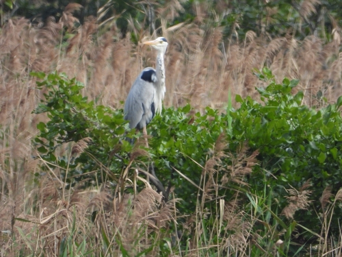 iNaturalist: (c) 許慶棠Ray, some rights reserved (CC BY-NC), uploaded by 許慶棠Ray iNaturalist image