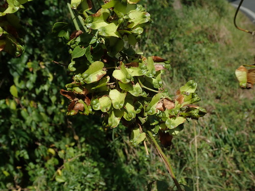 Image of Serjania lucida by (c) Daniel Cahen, some rights reserved (CC BY)
