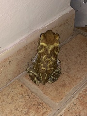 Peltophryne peltocephala