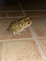 Peltophryne peltocephala