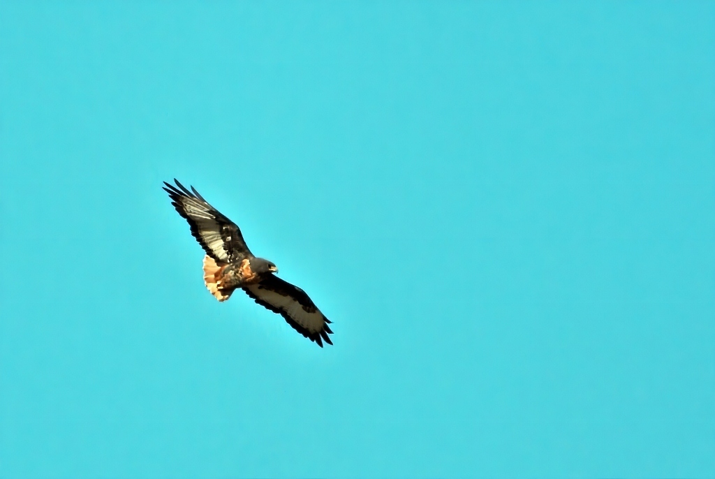 Jackal Buzzard (Buteo rufofuscus), photo 5