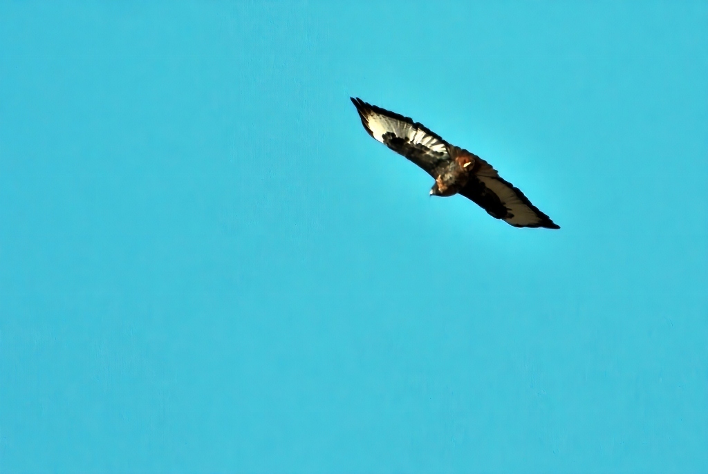 Jackal Buzzard (Buteo rufofuscus), photo 6